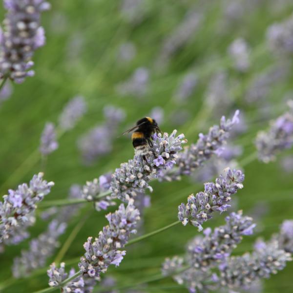 Bee on Lavender Plant 