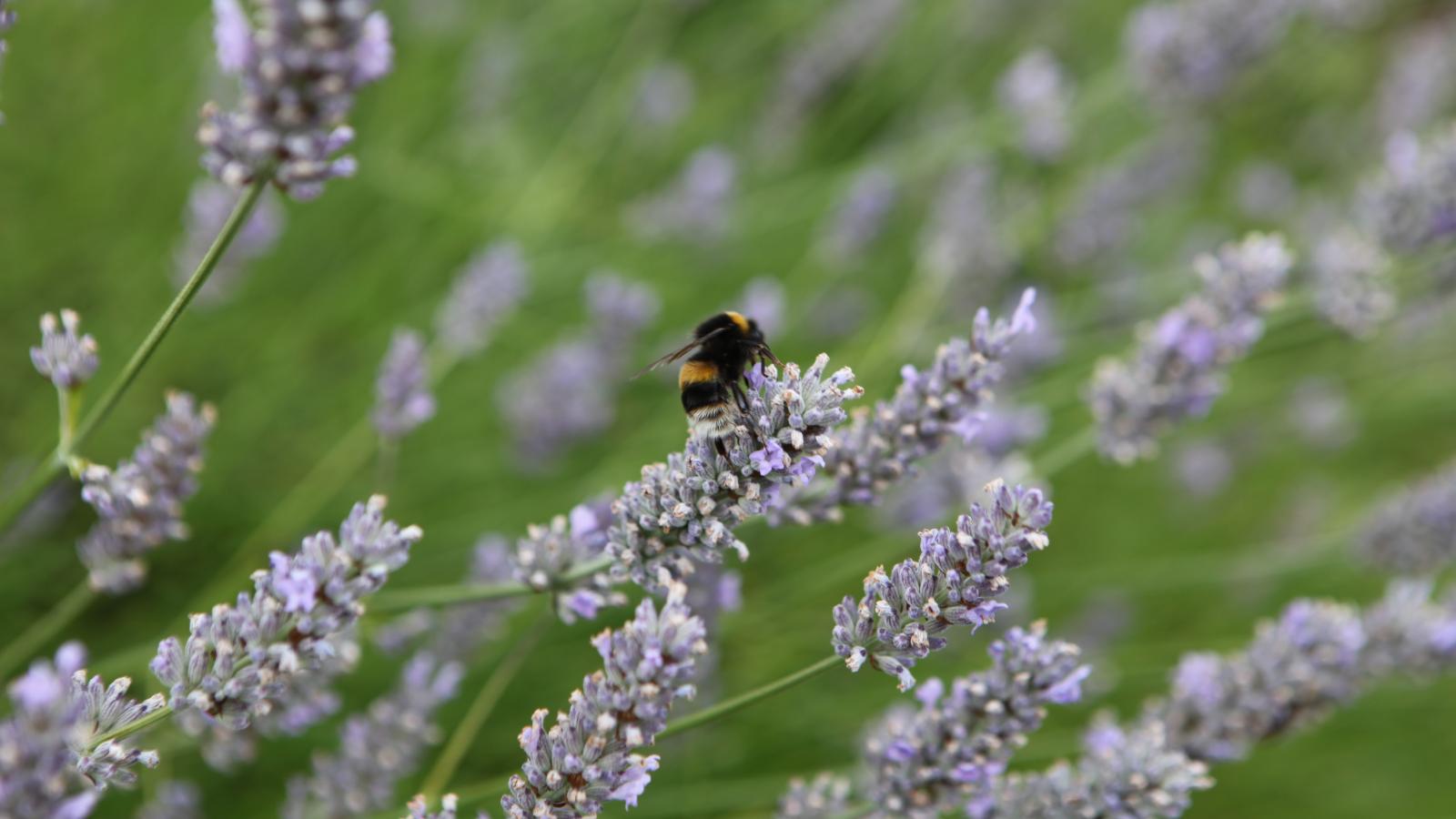 Bee on Lavender Plant 