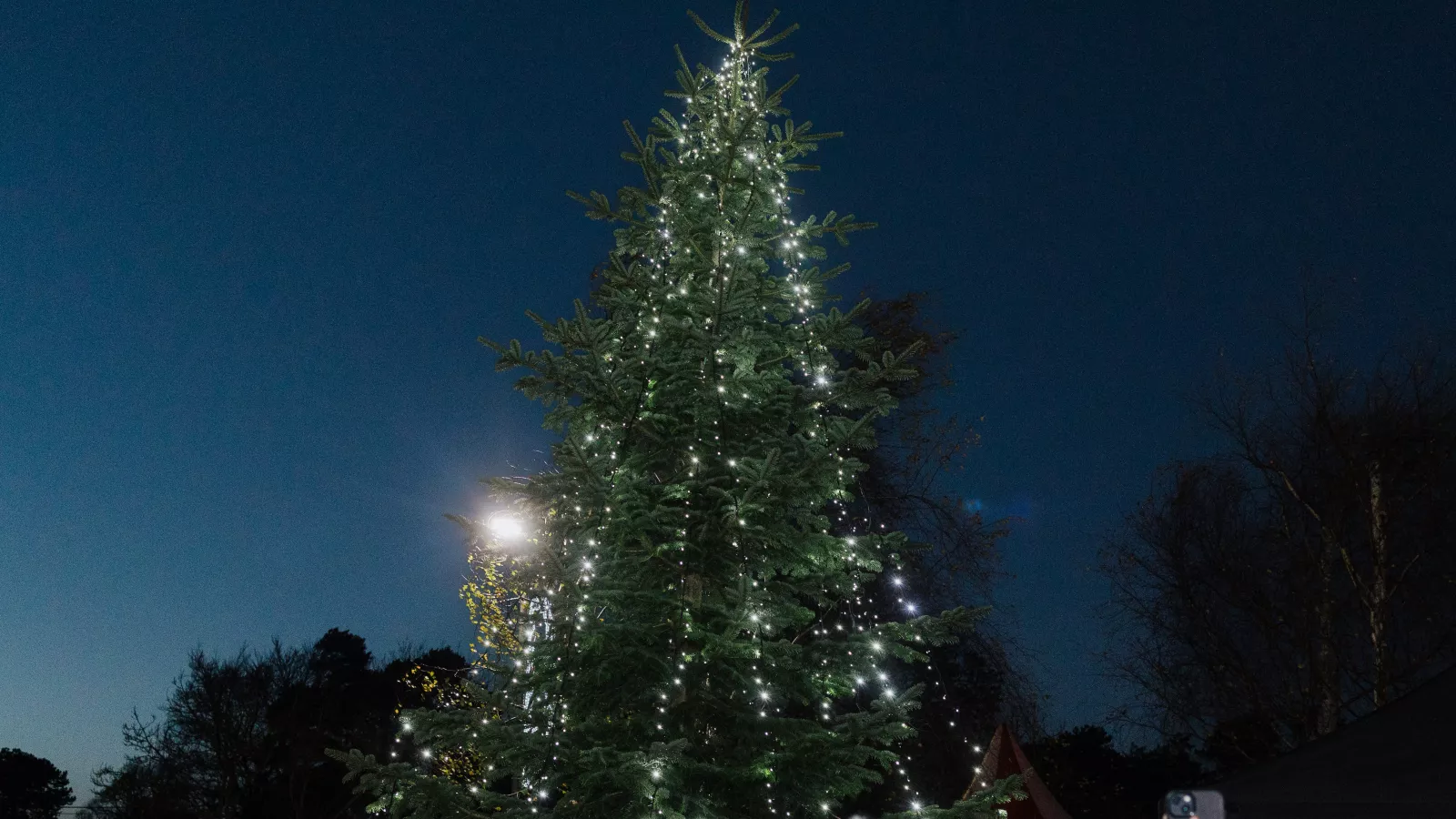 LauraLynn Tree Lit Up Against Night Sky 